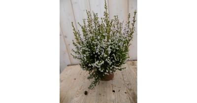 3 stuks! Dopheide Erica wit Warentuin Natuurlijk - Warentuin natuurlijk