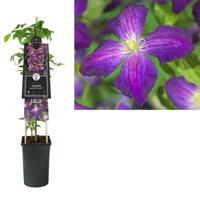 Paarse bosrank (Clematis "Jackmanii Purpurea") klimplant - thumbnail
