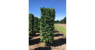 Kant & klaar haag Carpinus betulus purpurea blokhaag H250 x B80 x L80 cm Haagbeuk Quickhedge - Quickhedge Kant & klaar haag Carpinus betulus purpurea blokhaag H250 x B80 x L80 cm Haagbeuk Quickhedge - Quickhedge