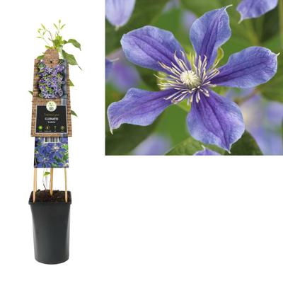 Blauwe bosrank (Clematis "Arabella") klimplant