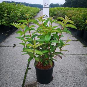 Weigela struik Bristol Ruby - 60 - 80 cm - 5 stuks