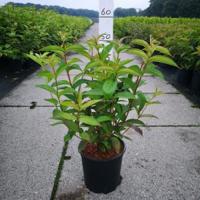 Weigela struik Bristol Ruby - 60 - 80 cm - 5 stuks - thumbnail