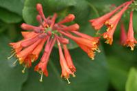 Kamperfoelie - thumbnail