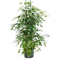 Ficus benjamina 2pp hydrocultuur plant - thumbnail
