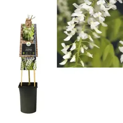 Klimplant Blauwe Regen Wit - Wisteria Floribunda Alba