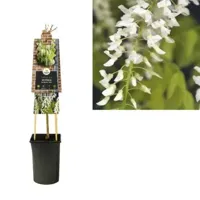 Klimplant Wisteria floribunda Alba - Witte Blauweregen - thumbnail