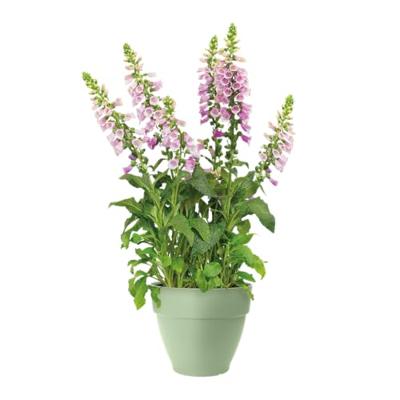 Elho bloempot Vibia Campana 35cm Pistachegroen - thumbnail