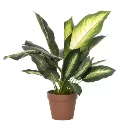 Kunstblad Dieffenbachia met pot - h50cm
