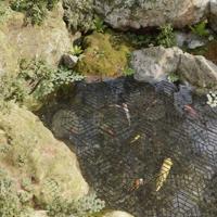 Vijverbeschermers 40 st polypropeen zwart - thumbnail