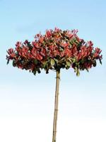 Dak glansmispel - thumbnail