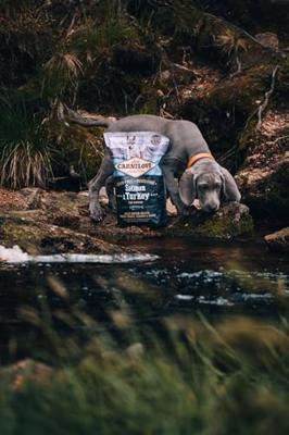 CARNILOVE SALMON / TURKEY PUPPIES