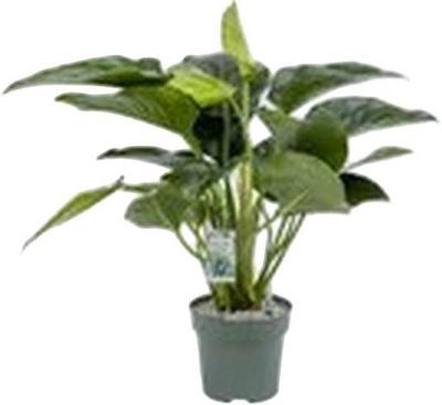 Philodendron Green Beauty I Potmaat 27 H100-110 kamerplant Beautanic Lifestyle - Beautanic lifestyle
