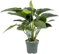 Philodendron Green Beauty I Potmaat 27 H100-110 kamerplant Beautanic Lifestyle - Beautanic lifestyle - thumbnail