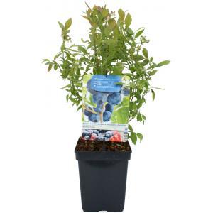 Bessenstruik Vaccinium corymbosum Hortblue Petit - Bes 18cm