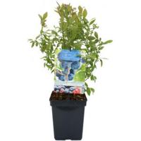 Bessenstruik Vaccinium corymbosum Hortblue Petit - Bes 18cm - thumbnail