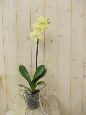 Vlinderorchidee Tak geel 60 cm Phalaenopsis Warentuin Natuurlijk - Warentuin natuurlijk Vlinderorchidee Tak geel 60 cm Phalaenopsis Warentuin Natuurlijk - Warentuin natuurlijk