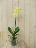 Vlinderorchidee Tak geel 60 cm Phalaenopsis Warentuin Natuurlijk - Warentuin natuurlijk - thumbnail