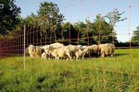 Euro-Netz Wolf Jumbo 120 cm dubbelpunt - thumbnail