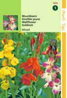 Zaden Cheiranthus Muurbloem Fair Lady gemengd Hortitops - Hortitops - thumbnail