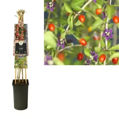 Klimplant Lycium barbarum Klimplant Lycium barbarum