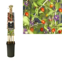 Klimplant Lycium barbarum - thumbnail