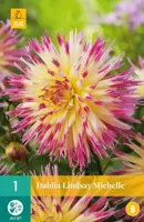 Dahlia Lindsay Michelle Bloembol JUB 1 bol - Jub - thumbnail