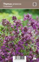 V.I.P.S. Thymus praecox ''Coccineus'' - kruiptijm p9 - thumbnail