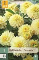 Dahlia gallery serenade® - thumbnail