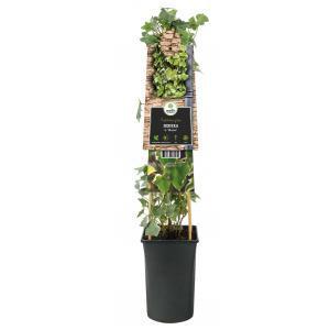 Klimop Hedera Hibernica M 75 cm klimplant Klimop Hedera Hibernica M 75 cm klimplant