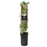 Klimop Hedera Hibernica M 75 cm klimplant - thumbnail