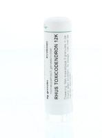 Homeoden Heel Rhus toxicodendron 12K 6 Gram - thumbnail