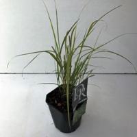 Fazantstaartgras (Anemanthele "Sirocco") siergras - thumbnail