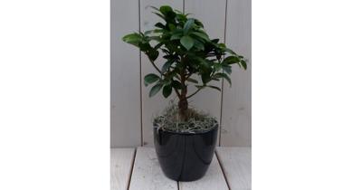 Bonsai Ficus microcarpa zwarte/antraciete pot 30 cm Warentuin Natuurlijk - Warentuin natuurlijk