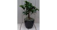 Bonsai Ficus microcarpa zwarte/antraciete pot 30 cm Warentuin Natuurlijk - Warentuin natuurlijk - thumbnail