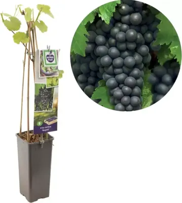 Blauwe druif (vitis vinifera "Regent") fruitplanten Blauwe druif (vitis vinifera "Regent") fruitplanten