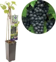 Blauwe druif (vitis vinifera "Regent") fruitplanten - thumbnail