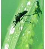 Animal Essences Mosquito (mug) 30 Milliliter