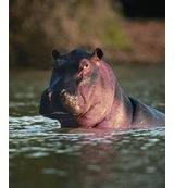 Animal Essences Hippopotamus (nijlpaard) 30 Milliliter