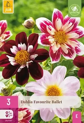 JUB x3 Dahlia Favourite Ballet