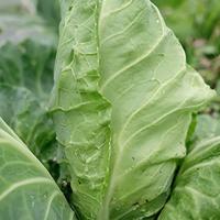 Spitskool zaden Eersteling - thumbnail