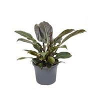 Philodendron imperial red M kamerplant - thumbnail