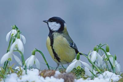 Tuinschilderij mees winter 130x70cm Customize-it - Customize it Tuinschilderij mees winter 130x70cm Customize-it - Customize it