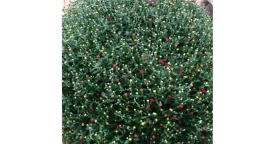 Bol Chrysant mega 80 cm Warentuin Natuurlijk - Warentuin natuurlijk