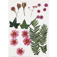 Creativ Company Https://www.cchobby.nl/gedroogde-bloemen-en-bladeren-ca-19-stuk-lichtrood-1-doos - thumbnail