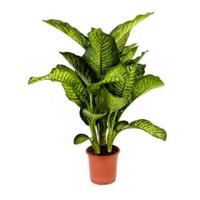 Dieffenbachia maroba S kamerplant - thumbnail