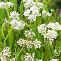 Moerings Oenanthe aquatica - Watertorkruid - thumbnail