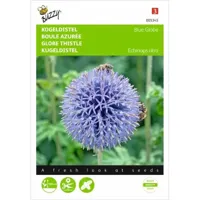 Echinops, Kogeldistel Blue Globe - thumbnail
