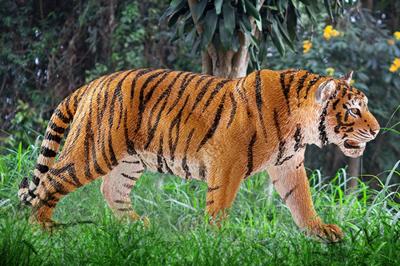 schleich WILD LIFE Bengaalse tijger 14729