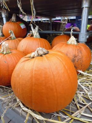 Pompoen 20 tot 30 cm Cucurbita Warentuin Natuurlijk - Warentuin natuurlijk