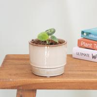 Alocasia Silver Dragon Variegata - P12 - thumbnail